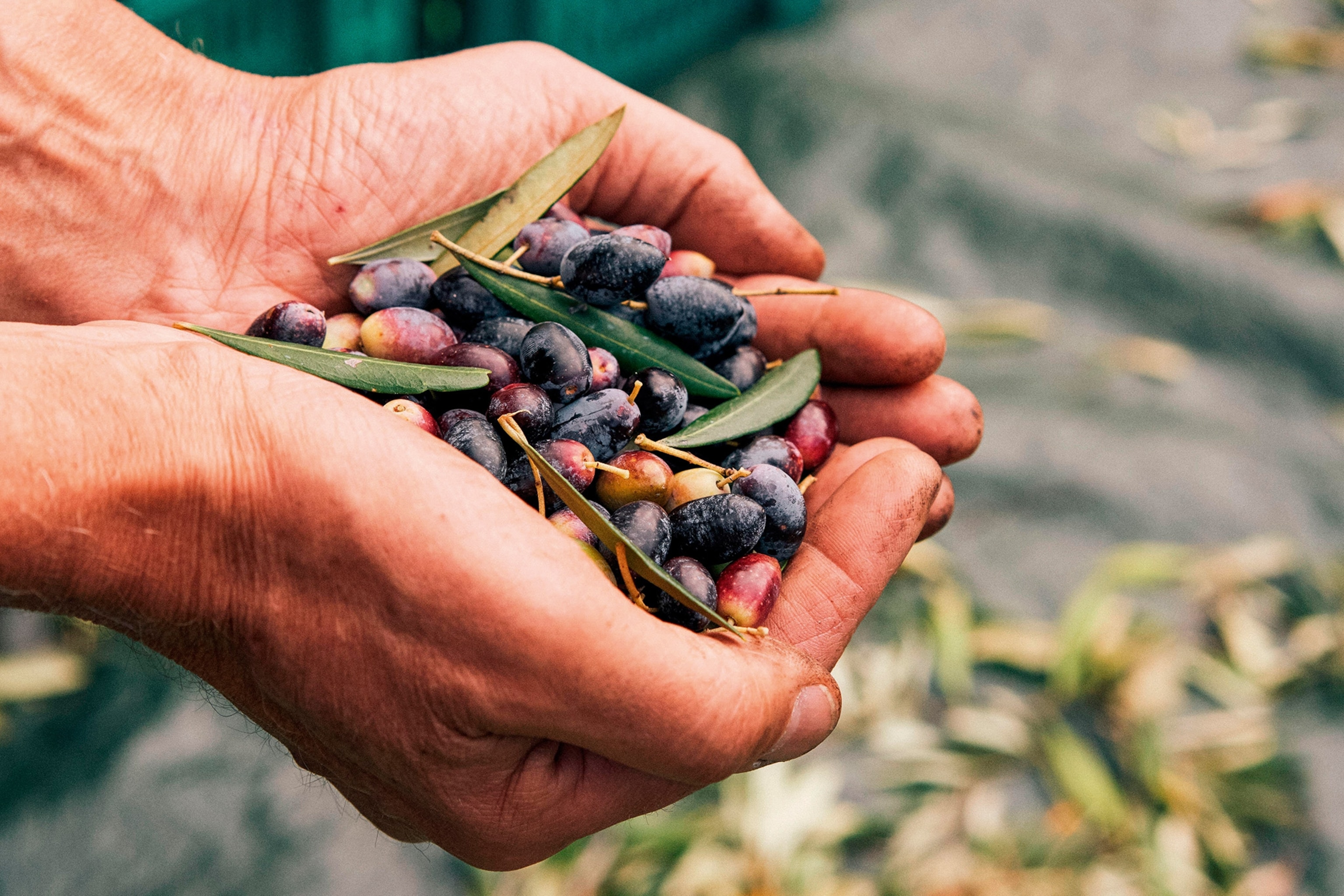Cupped hands holding a pile of fresh olives