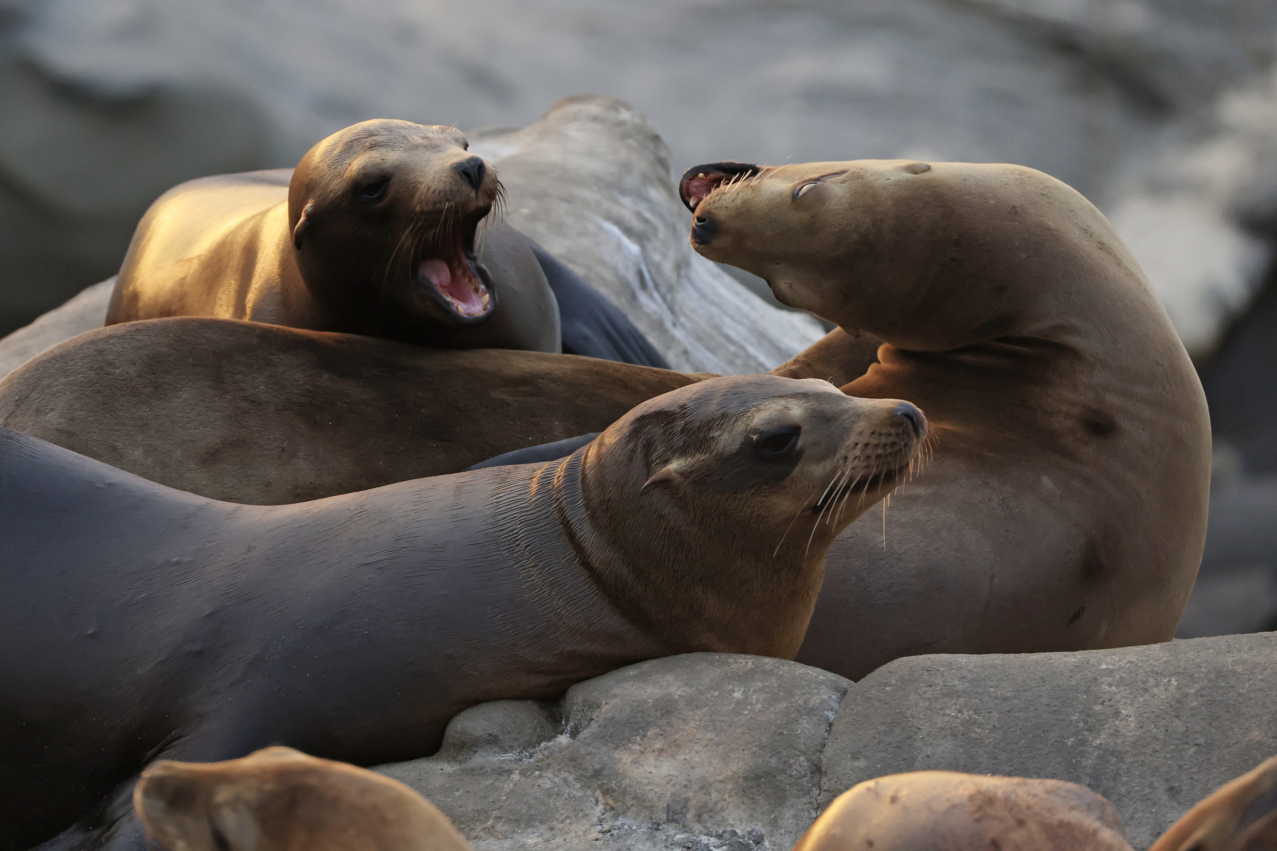 California sea lions gather along the La Jolla coastline at sunset on May 5, 2025 in San Diego, California. Harmful algae blooms off the coast of Southern California have poisoned scores of California sea lions, dolphins and other wildlife. CREDIT: Kevin Carter/Getty Images.
