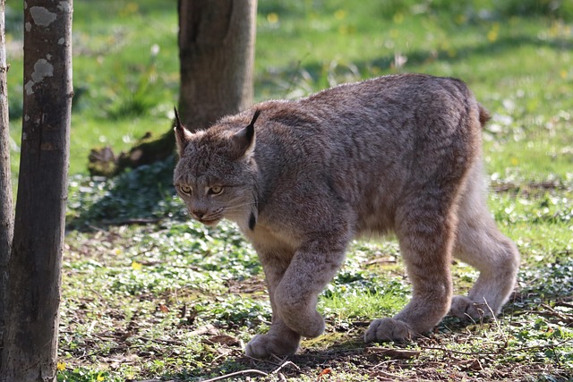 Critics of de-extinction research hit by mystery smear campaign
