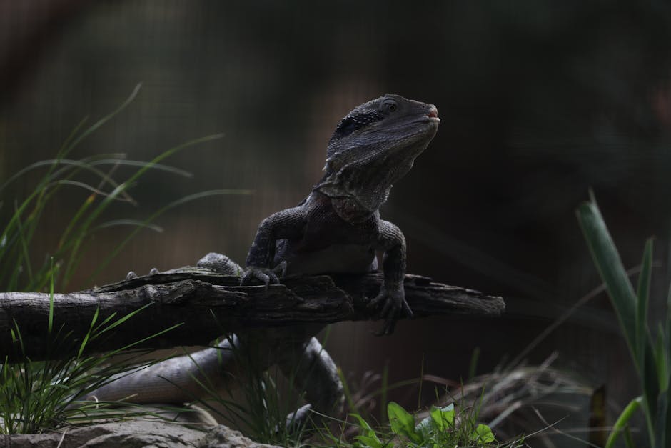 20012 australian lizard mutated to resist snake venom Australian lizard mutated to resist snake venom