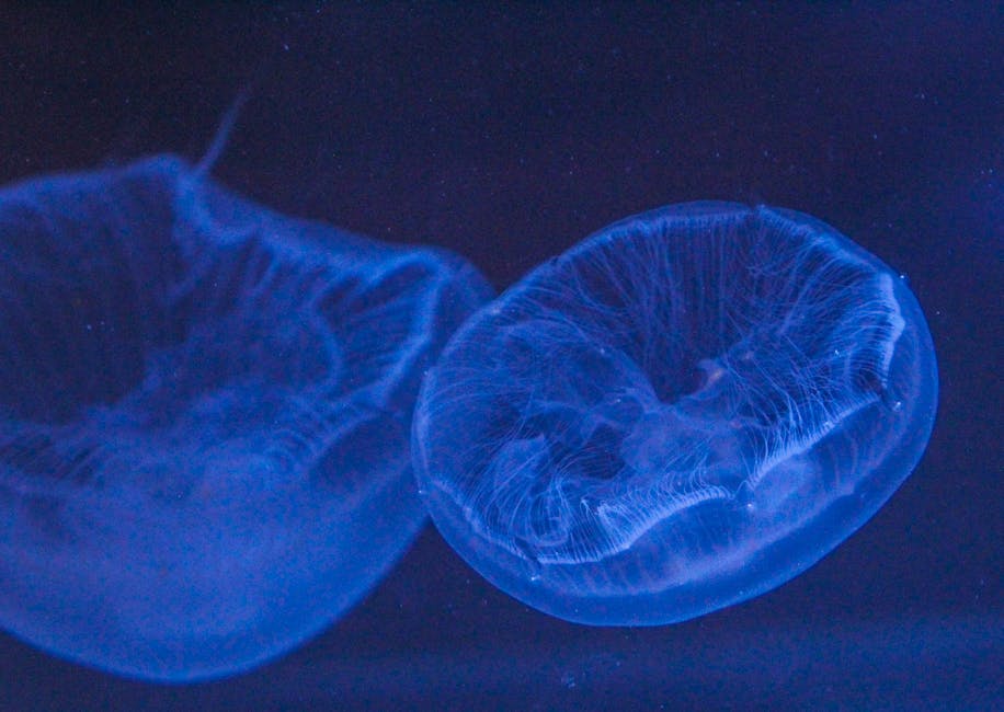 Beam me up, jellyfish: experts unveil spaceships to take us to the stars