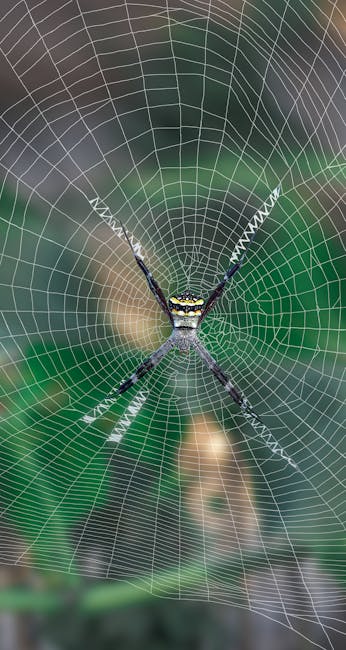 These tarantulas may have evolved huge genitalia to fend off bloodthirsty females