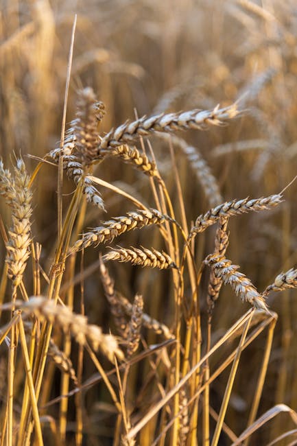 20569 cardano eyes golden cross breakout can ada surge to 1 20 next Cardano Eyes Golden Cross Breakout—Can ADA Surge to $1.20 Next?