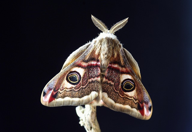 20941 bogong moths migrate up to 1000 km using celestial navigation and the earths magnetic field Bogong moths migrate up to 1,000 km using celestial navigation and the Earth’s magnetic field