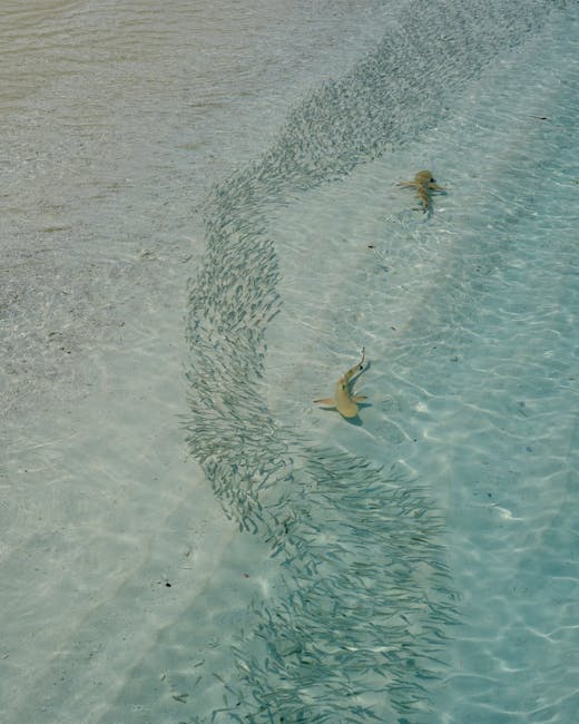 Sharks may be losing their bite