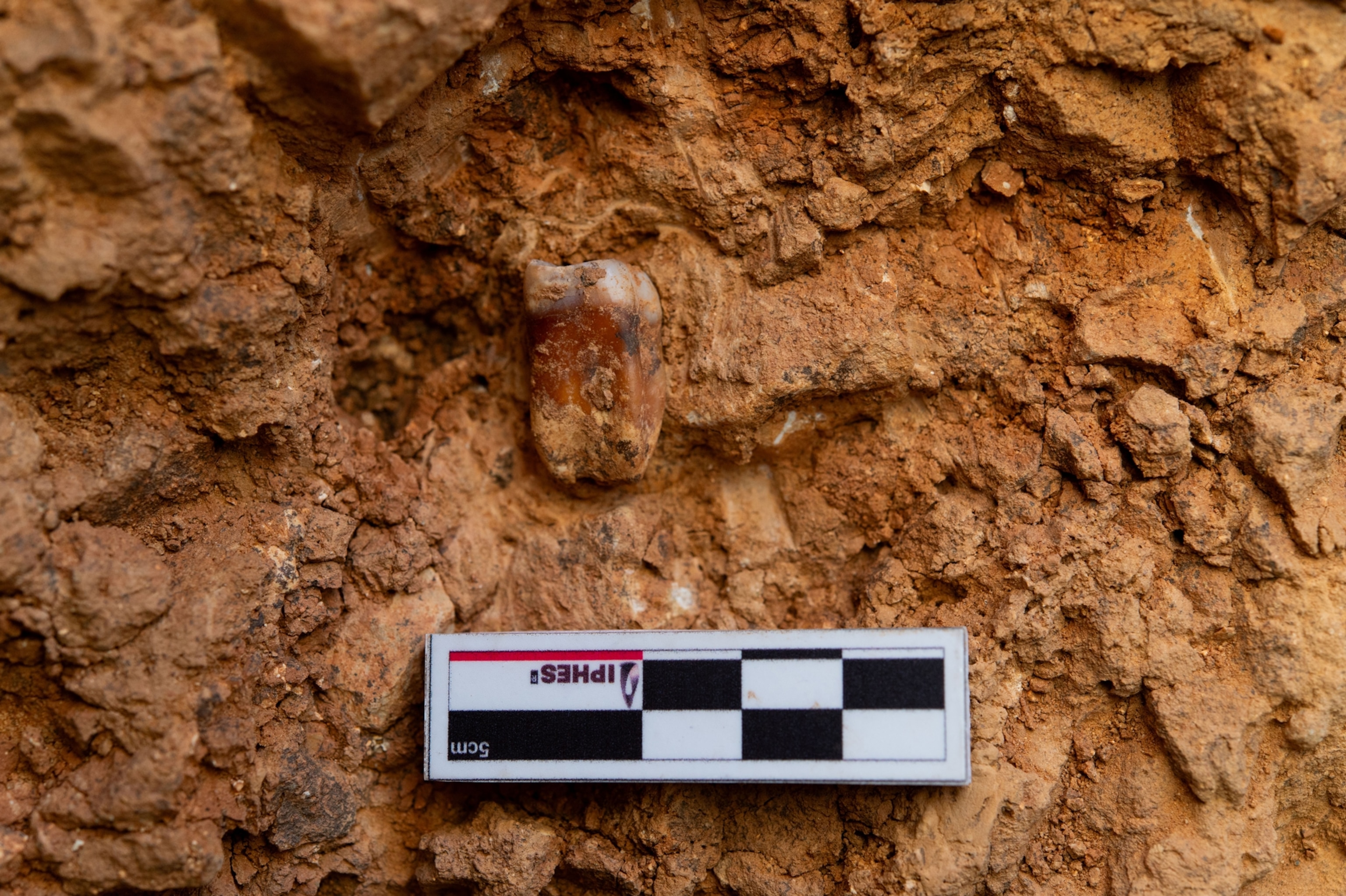 An 850,000-year-old tooth belonging to an ancient human relative called Homo antecessor.