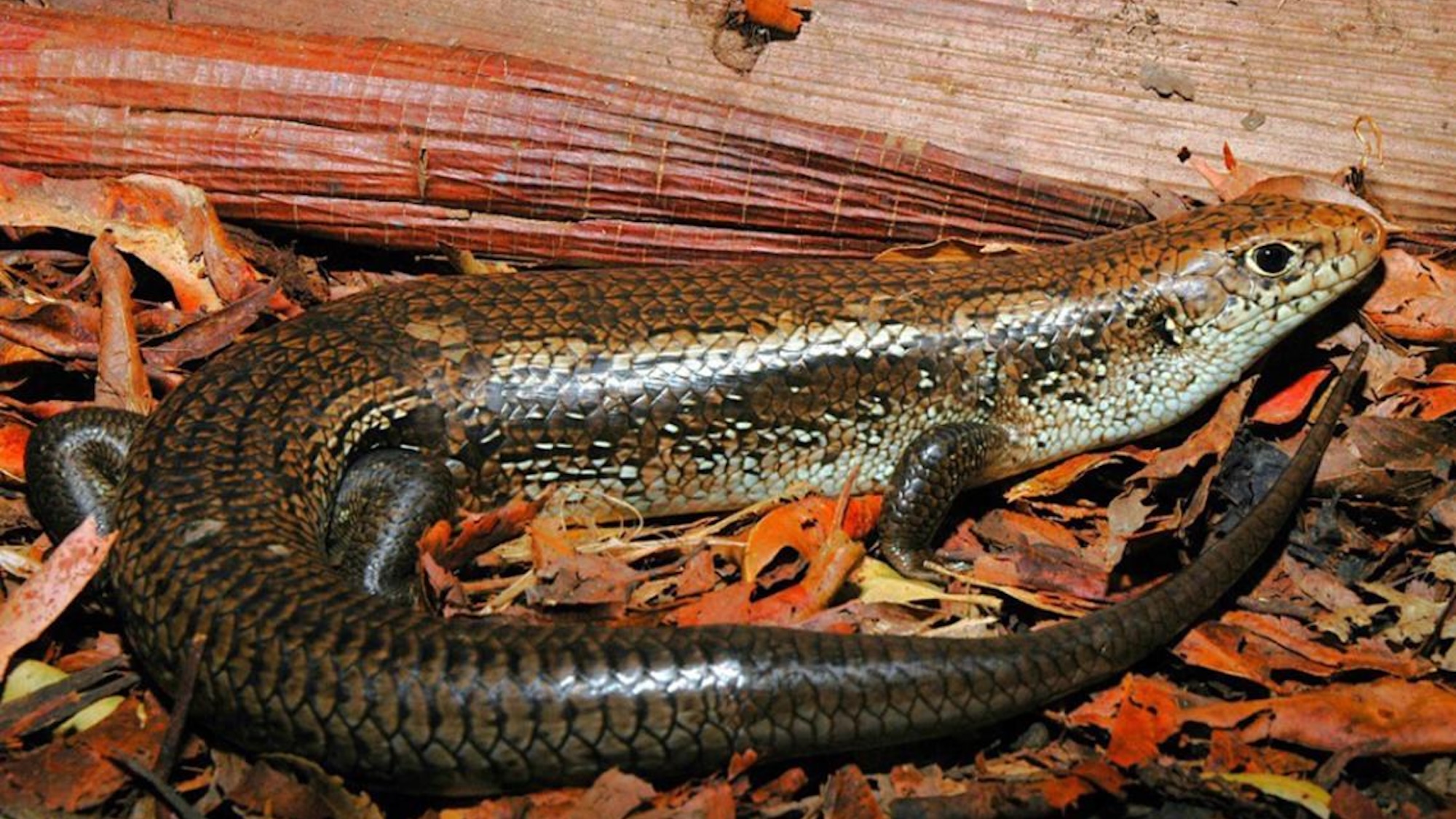 Australian major skink