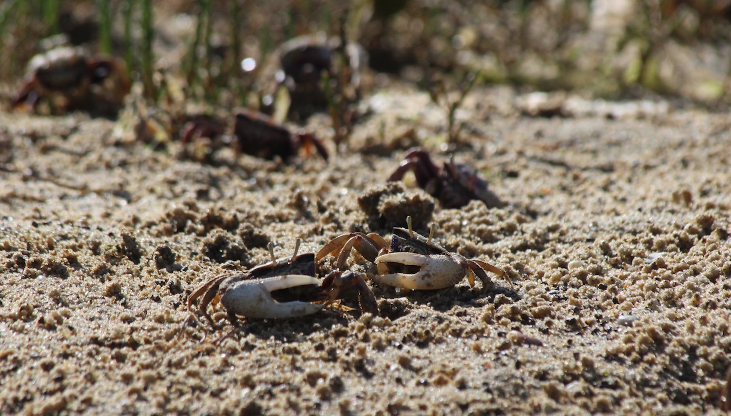 Two male fiddler crabs on sandy beach
