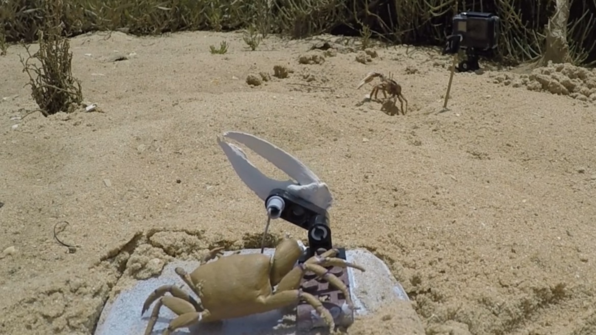 Robot fiddler crab waving claw at actual male fiddler crab on beach