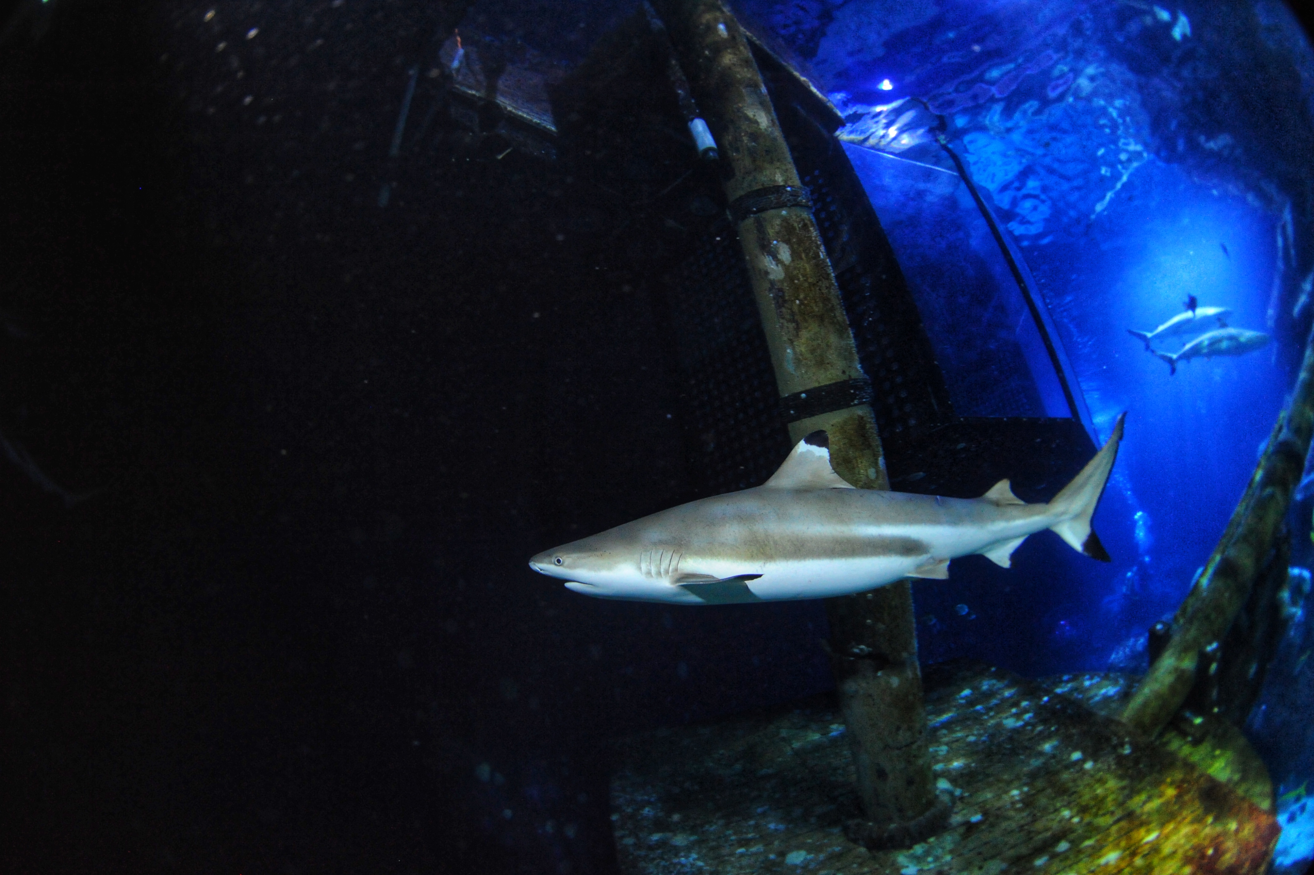a shark with a black tipped fin swims in a large aquarium tank
