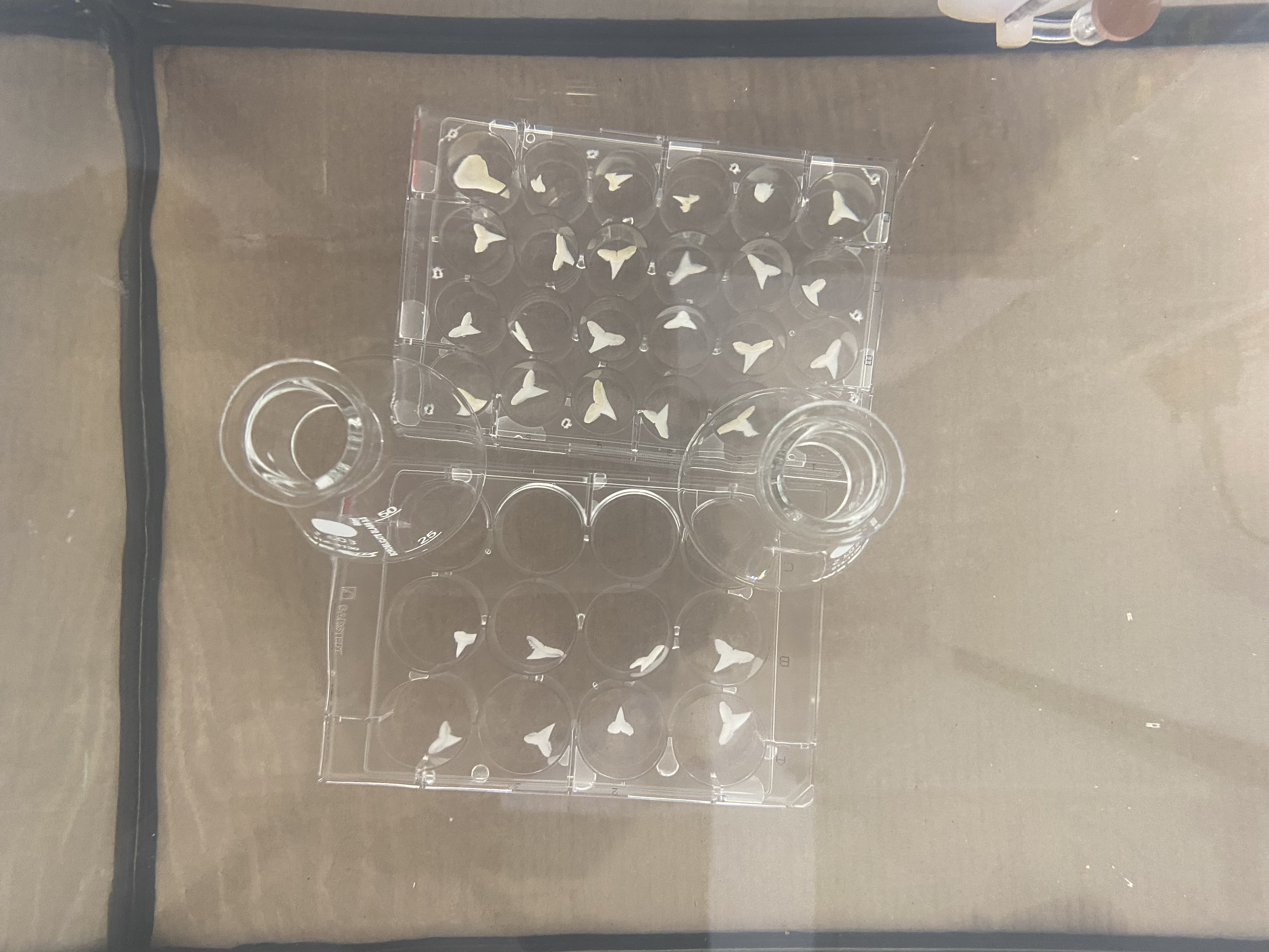 16 pairs of shark teeth laid out on a table in plastic petri dishes