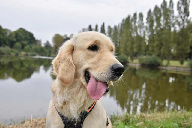 22503 golden retrievers help scientists pinpoint a deadly heart mutation Golden retrievers help scientists pinpoint a deadly heart mutation
