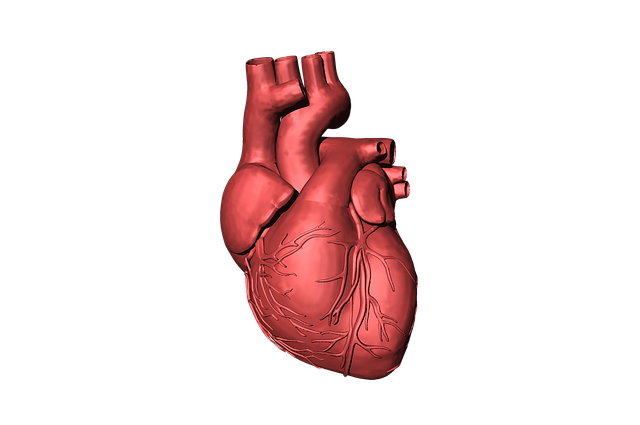 24409 what are organ meat supplements and should you take them What Are Organ Meat Supplements—And Should You Take Them?