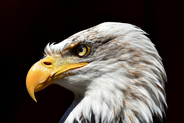 Eagles rooting guide for NFL Week 4 games