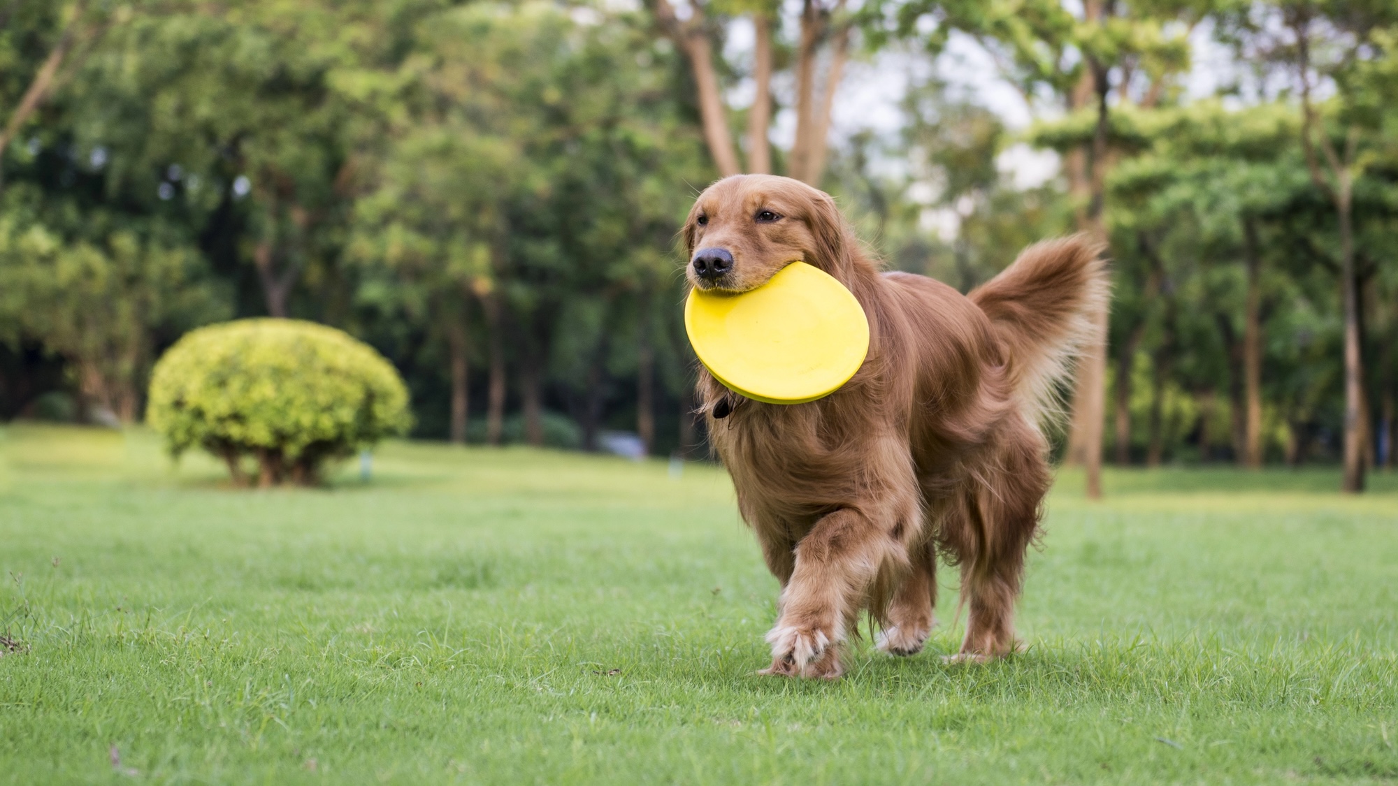 Golden retriever in park with frisbee in its mouth