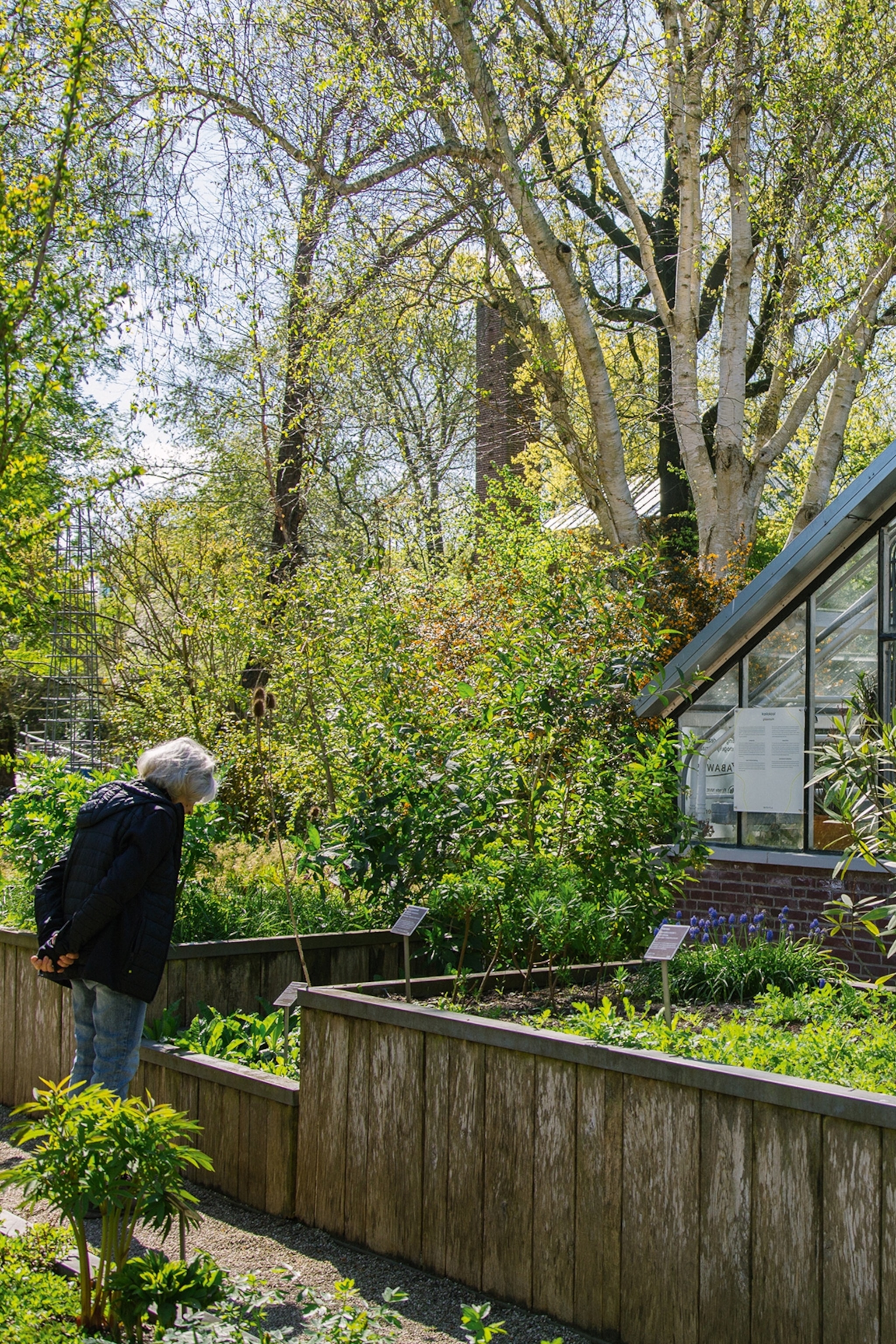 A curated and well-kept medicinal garden with wooden raised beds and a greenhouse.