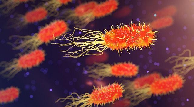 25651 good gut bacteria can boost placenta for healthier pregnancy ‘Good’ gut bacteria can boost placenta for healthier pregnancy