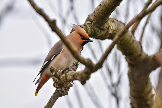 27876 polaris industries recalls model year 2025 2026 ranger xp 1000 northstar and ranger crew x69045731bbf49 Polaris Industries Recalls Model Year 2025-2026 Ranger XP 1000 NorthStar and Ranger Crew XP 1000 NorthStar Recreational Off-Road Vehicles (ROVs) Due to Risk of Serious Injury from Fire Hazard