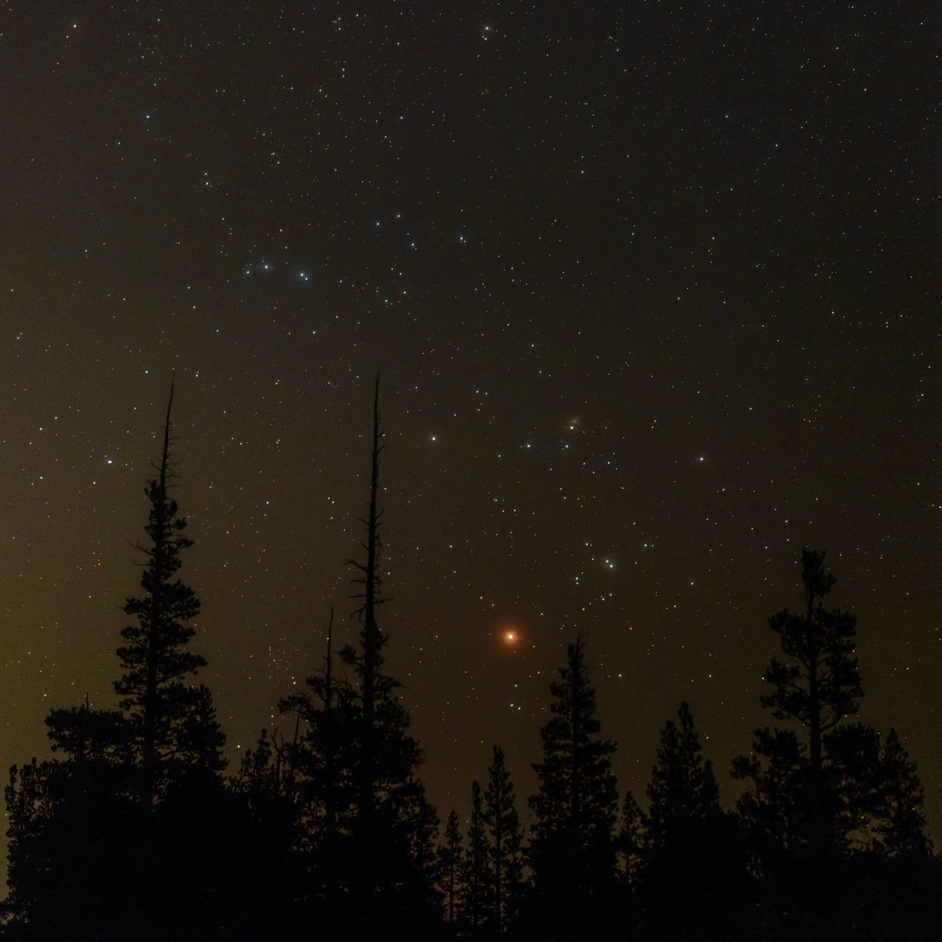A starry sky, including a bright orange star, seen through the silhouettes of evergreen trees.