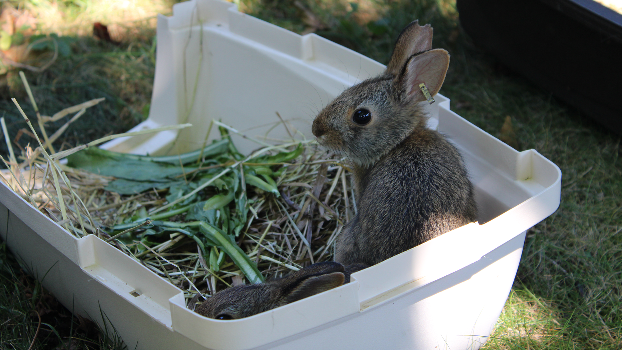 two baby rabbits sit in an open box with grass